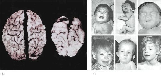 Биология. Общая биология. Базовый уровень. 10 класс - i_084.jpg