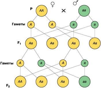 Биология. Общая биология. Базовый уровень. 10 класс - i_088.jpg