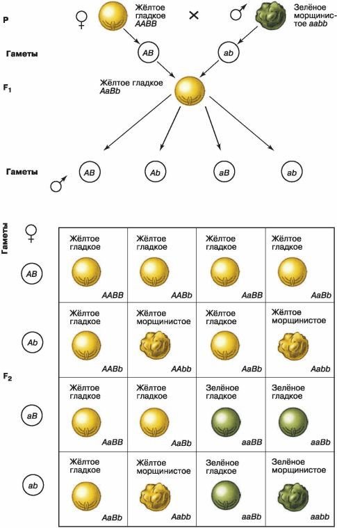 Биология. Общая биология. Базовый уровень. 10 класс - i_091.jpg