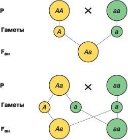 Биология. Общая биология. Базовый уровень. 10 класс - i_092.jpg