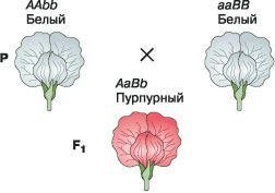 Биология. Общая биология. Базовый уровень. 10 класс - i_096.jpg
