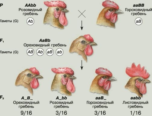Биология. Общая биология. Базовый уровень. 10 класс - i_097.jpg