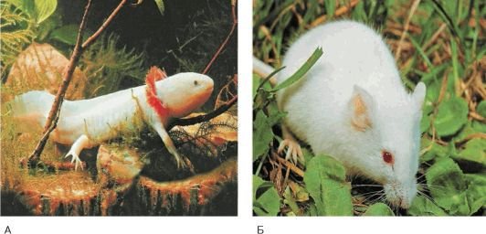 Биология. Общая биология. Базовый уровень. 10 класс - i_114.jpg