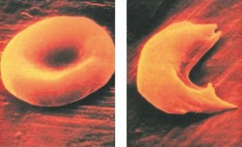 Биология. Общая биология. Базовый уровень. 10 класс - i_115.jpg