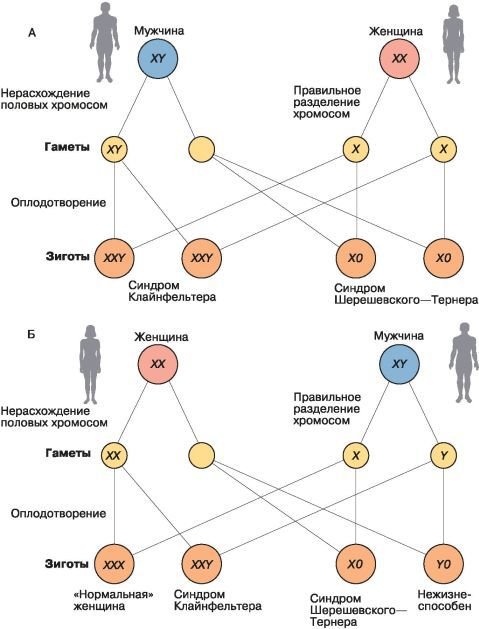 Биология. Общая биология. Базовый уровень. 10 класс - i_116.jpg