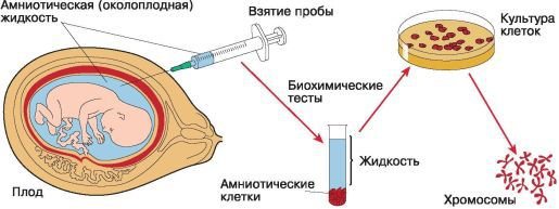 Биология. Общая биология. Базовый уровень. 10 класс - i_117.jpg