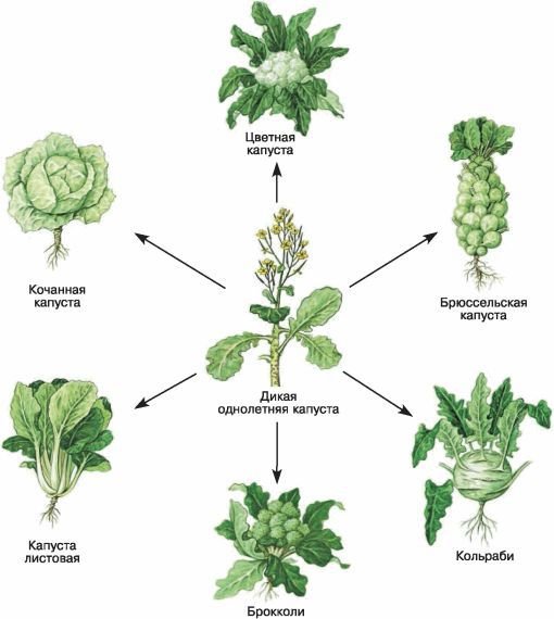 Биология. Общая биология. Базовый уровень. 10 класс - i_122.jpg