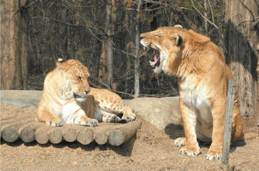 Биология. Общая биология. Базовый уровень. 10 класс - i_123.jpg