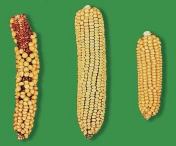 Биология. Общая биология. Базовый уровень. 10 класс - i_124.jpg