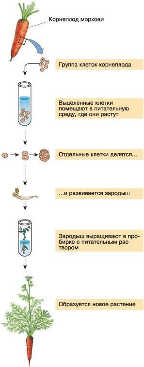 Биология. Общая биология. Базовый уровень. 10 класс - i_128.jpg
