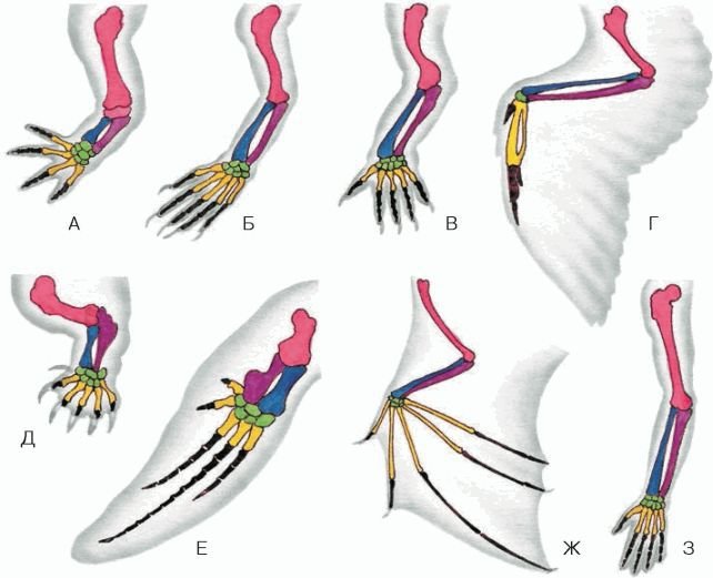 Биология. Общая биология. Базовый уровень. 11 класс - i_007.jpg