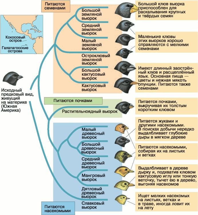 Биология. Общая биология. Базовый уровень. 11 класс - i_010.jpg