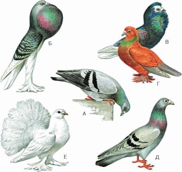 Биология. Общая биология. Базовый уровень. 11 класс - i_011.jpg