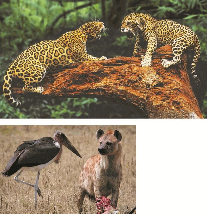 Биология. Общая биология. Базовый уровень. 11 класс - i_012.jpg