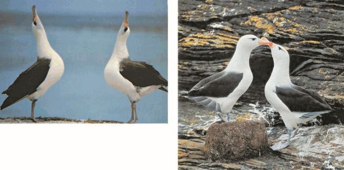 Биология. Общая биология. Базовый уровень. 11 класс - i_013.jpg