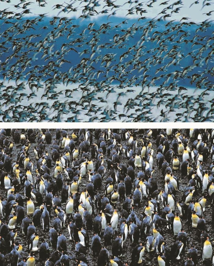 Биология. Общая биология. Базовый уровень. 11 класс - i_015.jpg