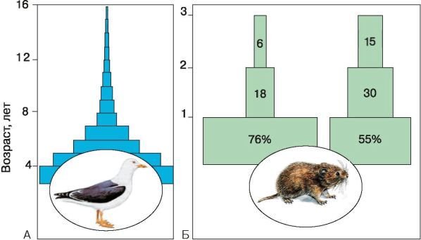 Биология. Общая биология. Базовый уровень. 11 класс - i_016.jpg