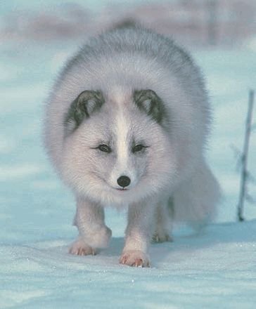 Биология. Общая биология. Базовый уровень. 11 класс - i_018.jpg