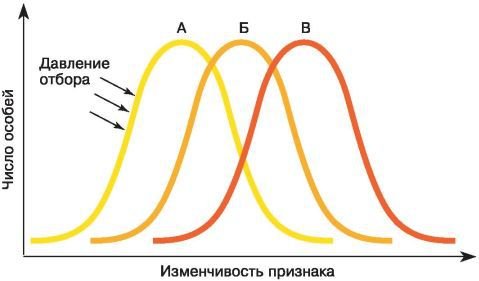 Биология. Общая биология. Базовый уровень. 11 класс - i_020.jpg