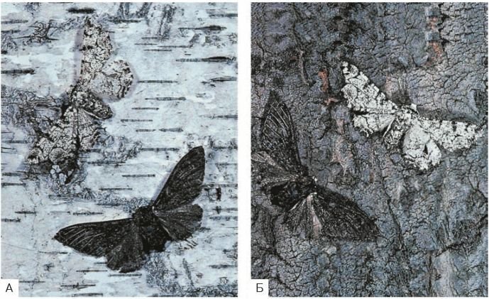 Биология. Общая биология. Базовый уровень. 11 класс - i_021.jpg