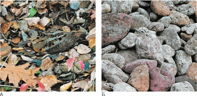 Биология. Общая биология. Базовый уровень. 11 класс - i_025.jpg