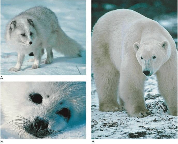 Биология. Общая биология. Базовый уровень. 11 класс - i_026.jpg