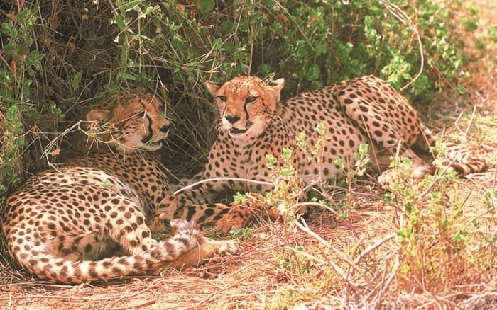 Биология. Общая биология. Базовый уровень. 11 класс - i_027.jpg