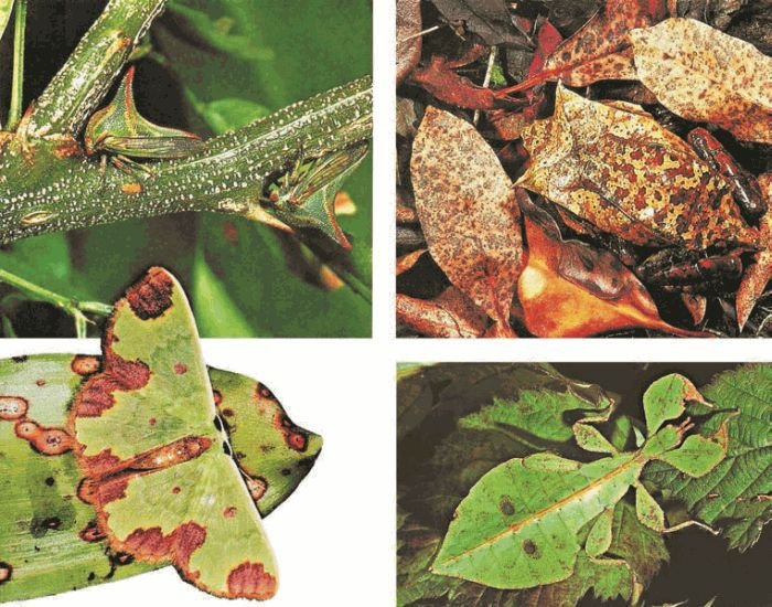 Биология. Общая биология. Базовый уровень. 11 класс - i_028.jpg