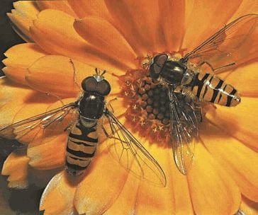 Биология. Общая биология. Базовый уровень. 11 класс - i_029.jpg