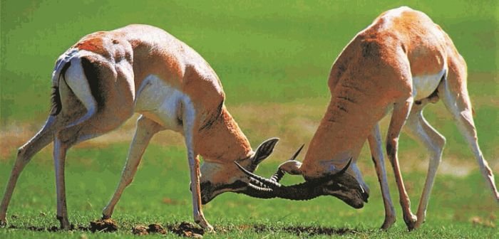 Биология. Общая биология. Базовый уровень. 11 класс - i_031.jpg