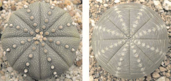 Биология. Общая биология. Базовый уровень. 11 класс - i_038.jpg