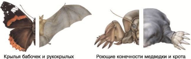 Биология. Общая биология. Базовый уровень. 11 класс - i_039.jpg