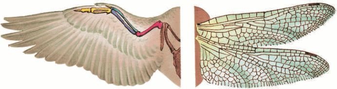 Биология. Общая биология. Базовый уровень. 11 класс - i_044.jpg