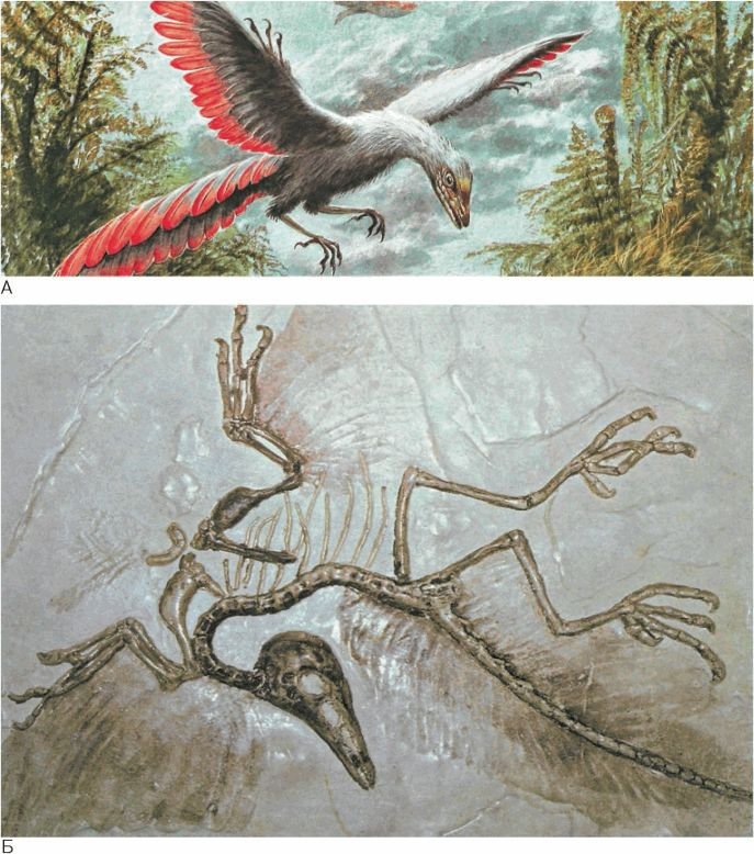 Биология. Общая биология. Базовый уровень. 11 класс - i_046.jpg