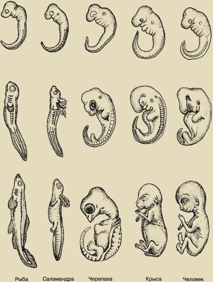 Биология. Общая биология. Базовый уровень. 11 класс - i_048.jpg