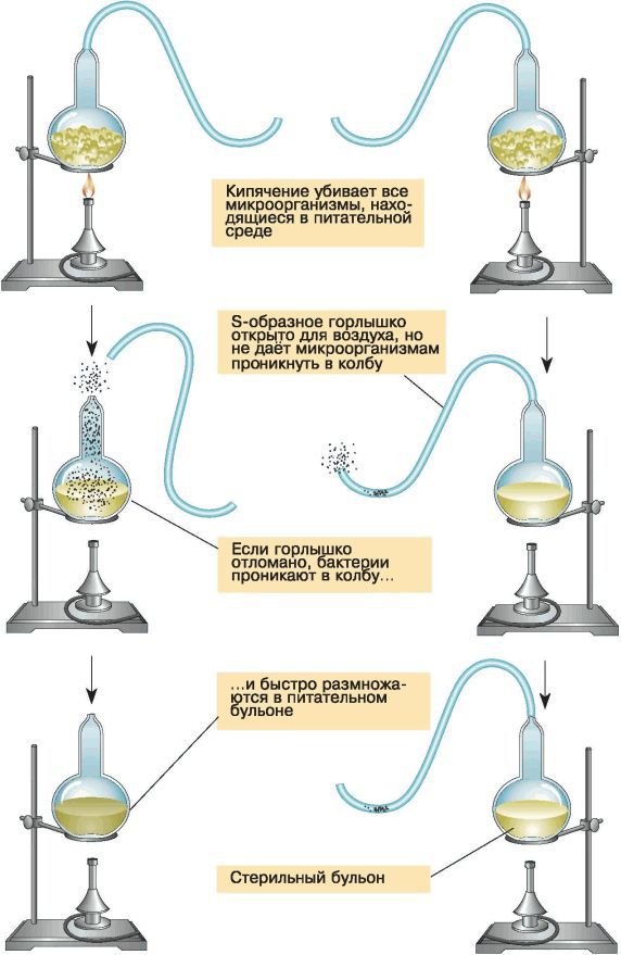 Биология. Общая биология. Базовый уровень. 11 класс - i_049.jpg