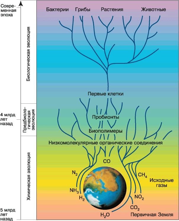 Биология. Общая биология. Базовый уровень. 11 класс - i_050.jpg