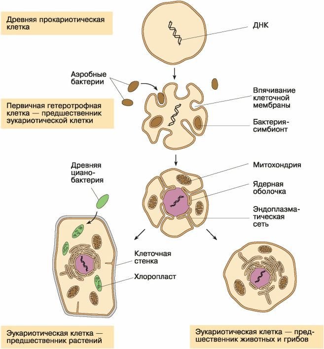 Биология. Общая биология. Базовый уровень. 11 класс - i_053.jpg