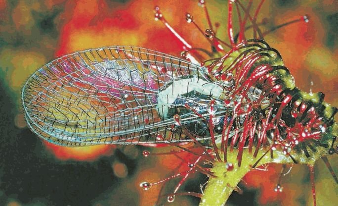 Биология. Общая биология. Базовый уровень. 11 класс - i_072.jpg