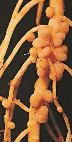 Биология. Общая биология. Базовый уровень. 11 класс - i_075.jpg