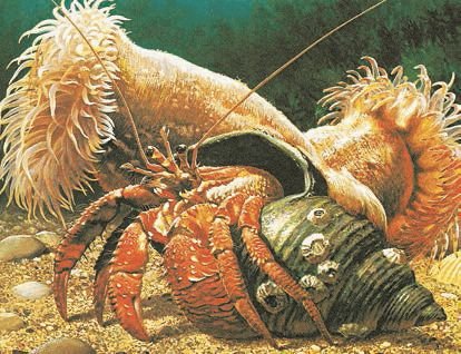 Биология. Общая биология. Базовый уровень. 11 класс - i_076.jpg