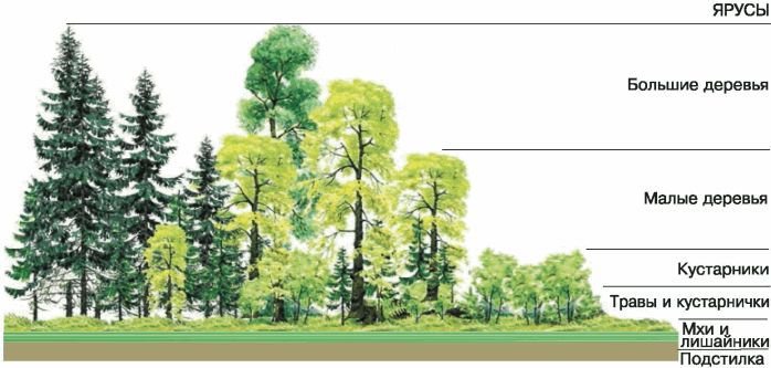 Биология. Общая биология. Базовый уровень. 11 класс - i_078.jpg