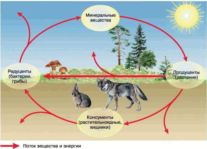 Биология. Общая биология. Базовый уровень. 11 класс - i_079.jpg