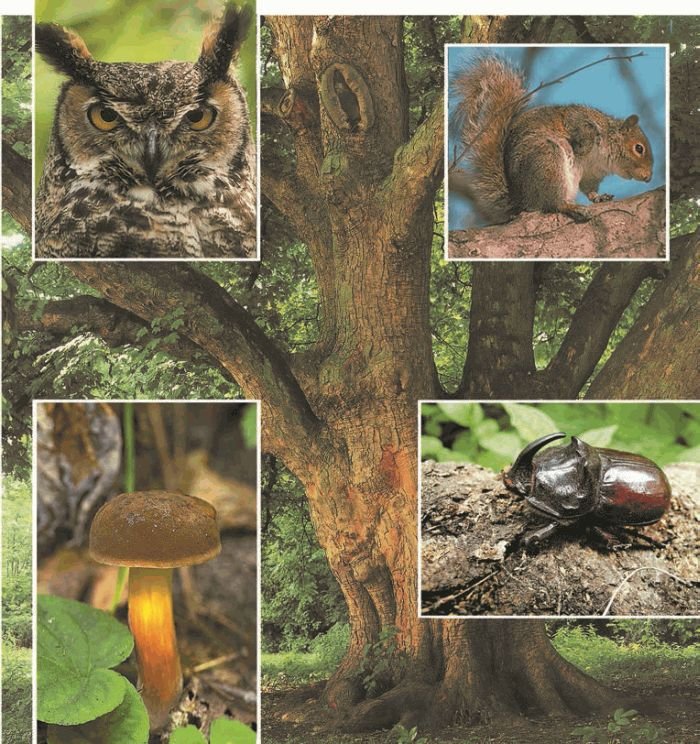 Биология. Общая биология. Базовый уровень. 11 класс - i_080.jpg