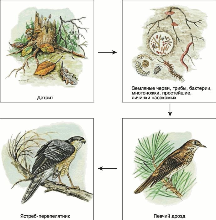 Биология. Общая биология. Базовый уровень. 11 класс - i_081.jpg