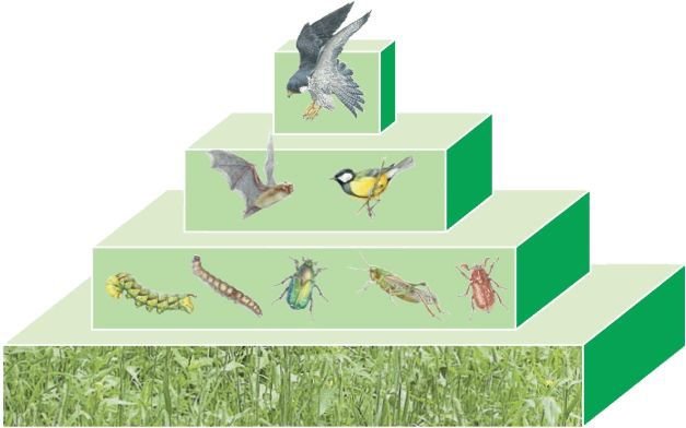 Биология. Общая биология. Базовый уровень. 11 класс - i_082.jpg