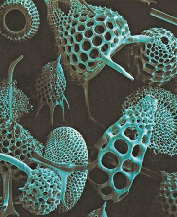 Биология. Общая биология. Базовый уровень. 11 класс - i_086.jpg