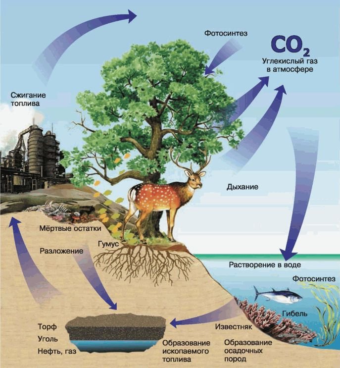 Биология. Общая биология. Базовый уровень. 11 класс - i_088.jpg