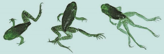 Биология. Общая биология. Базовый уровень. 11 класс - i_097.jpg