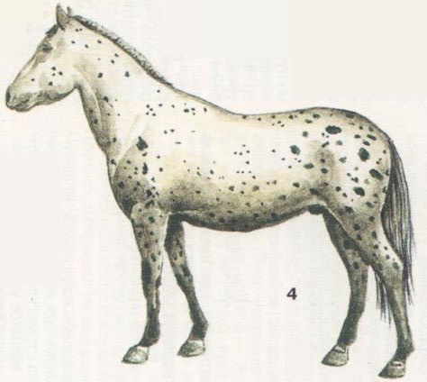 Индейцы Великих равнин - i_011.jpg